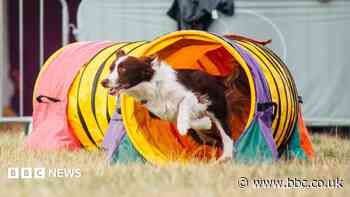 'Anywhere dog is wonderful, this is totally dog'