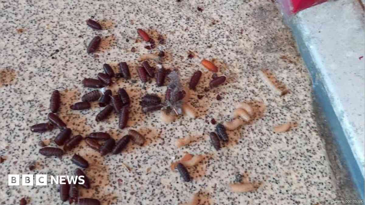 Maggot and fly infestation in flats a 'biohazard'