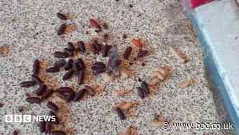 Maggot and fly infestation in flats a 'biohazard'