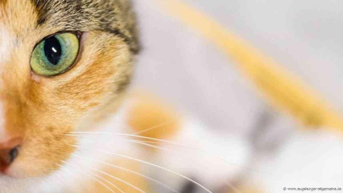 Hunderte Tiere gequält und vernachlässigt: Augsburgerin wird nun von der Polizei gesucht