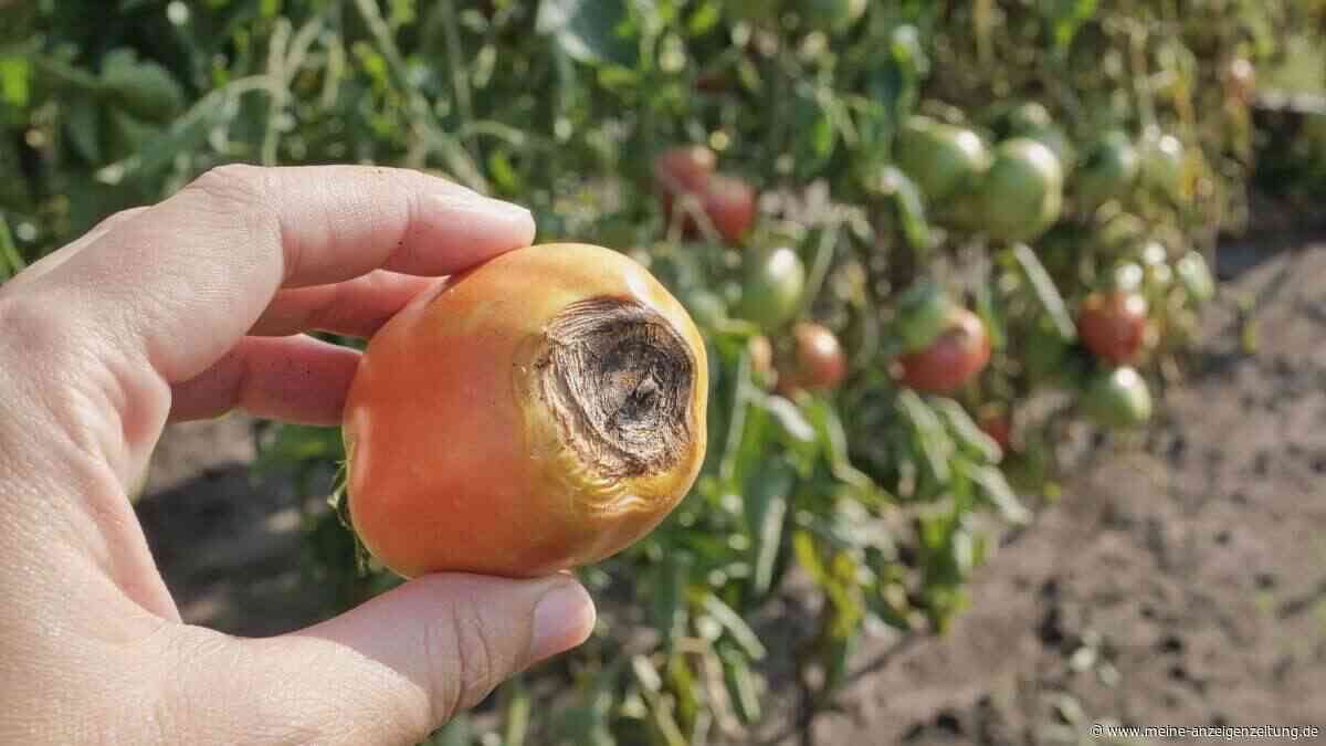 Braune Flecken an Tomaten: Wann Sie die Früchte sofort entfernen sollten