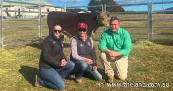 Bendoc Park smashes record as Victorian stud picks up top-priced bull