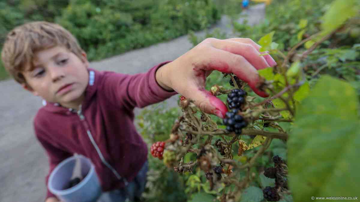 Picking blackberries £300 fine warning and legal rules for anyone gathering wild fruit