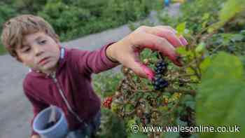Picking blackberries £300 fine warning and legal rules for anyone gathering wild fruit