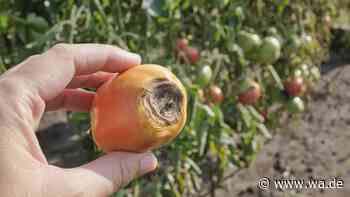 Braune Flecken an Tomaten: Wann Sie die Früchte sofort entfernen sollten