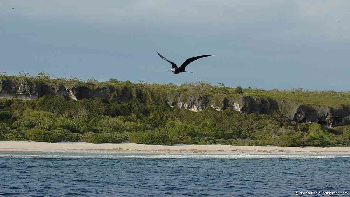 Henderson Island rats survived a 75-tonne poison campaign and rebounded within two years