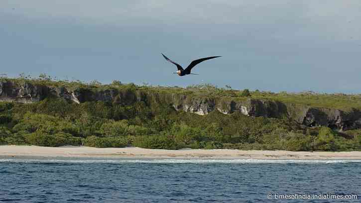 Henderson Island rats survived a 75-tonne poison campaign and rebounded within two years