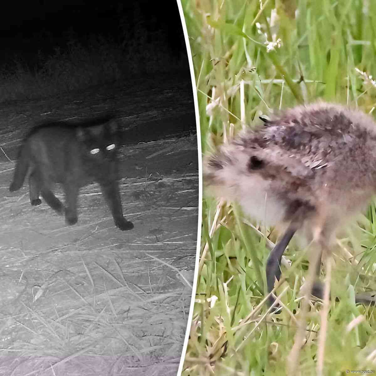 Weidevogelbeheerder tegen afschieten katten: 'Breng ze naar de opvang'