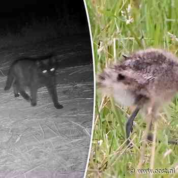 Weidevogelbeheerder tegen afschieten katten: 'Breng ze naar de opvang'