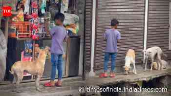 Boy’s Quiet Morning Ritual: child feeds stray dogs at 6 am; viral Instagram video inspires viewers