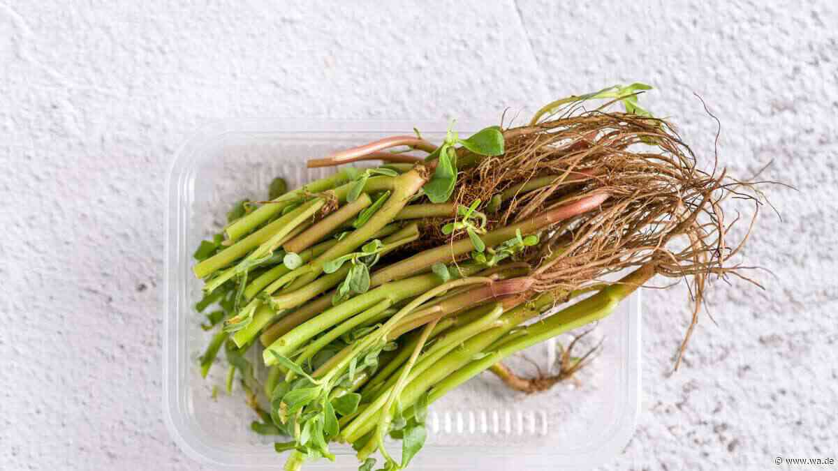 Dieses „Unkraut“ enthält Omega-3-Fettsäuren – und wächst in Ihrem Garten