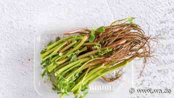 Dieses „Unkraut“ enthält Omega-3-Fettsäuren – und wächst in Ihrem Garten