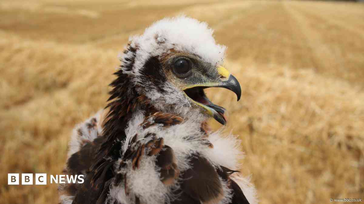UK's rarest bird of prey rears new chicks in secret location