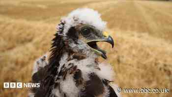 UK's rarest bird of prey rears new chicks in secret location