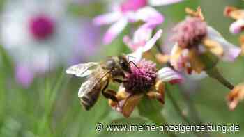 Im August wird Nektar knapp – für Honigbienen beginnt dann die teuerste Nahrungssuche des Jahres