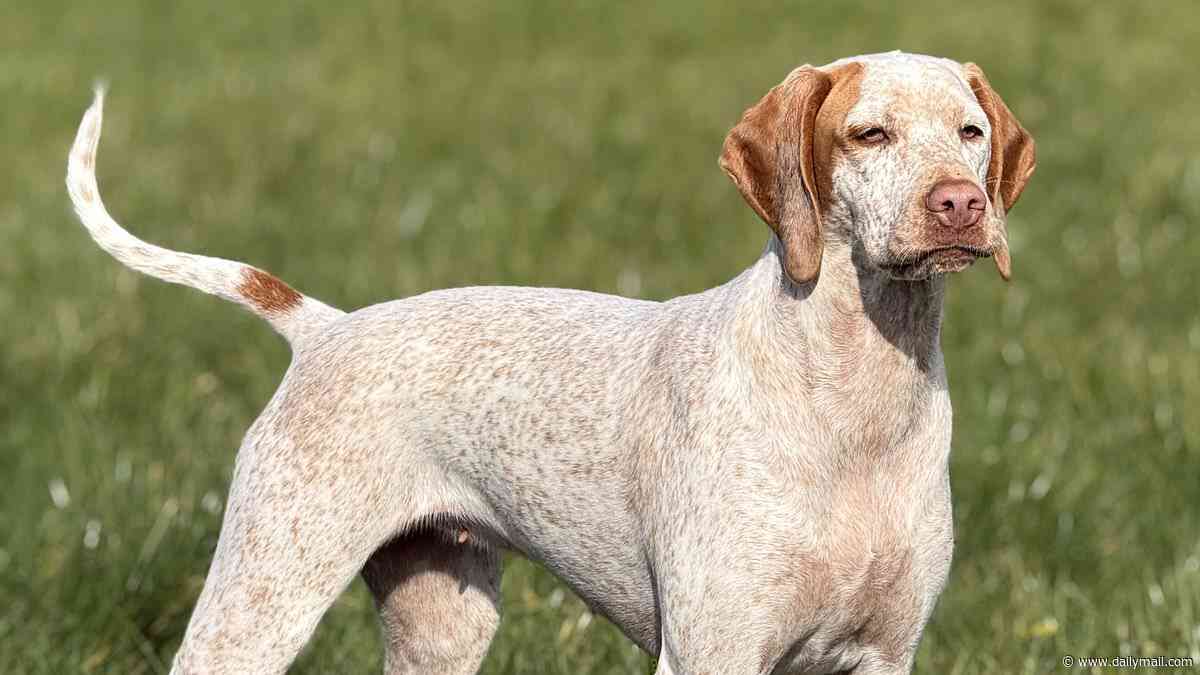Meet Britain's newest dog breeds! Braque du Bourbonnais and Epagneul Français are officially recognised - making them the 229th and 230th breeds in the UK