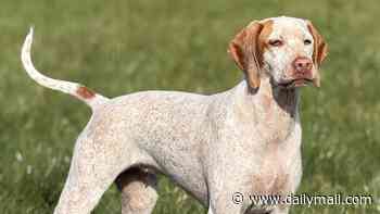 Meet Britain's newest dog breeds! Braque du Bourbonnais and Epagneul Français are officially recognised - making them the 229th and 230th breeds in the UK