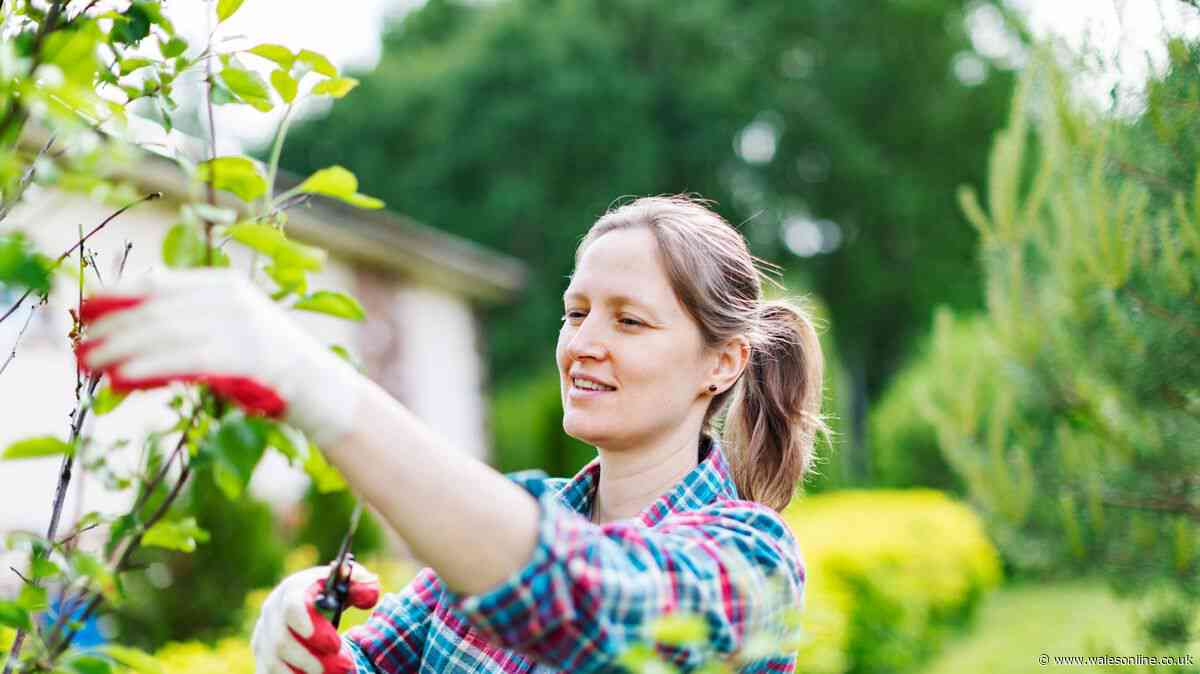 Neighbour's tree overhanging your garden? What UK law says you can do