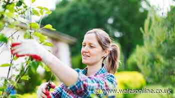 Neighbour's tree overhanging your garden? What UK law says you can do