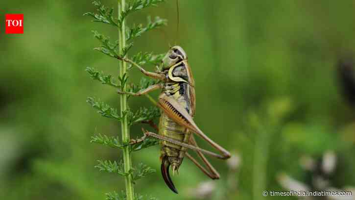 ISS cricket experiment found microgravity-exposed larvae hatched earlier than ground controls