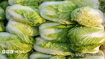 China probes use of formaldehyde to keep cabbages fresh