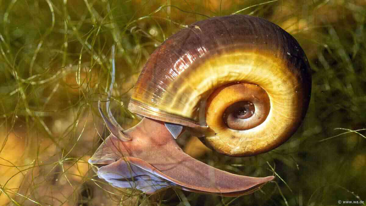 Diese hübschen Aquarienschnecken sind ideal für Anfänger