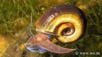 Diese hübschen Aquarienschnecken sind ideal für Anfänger