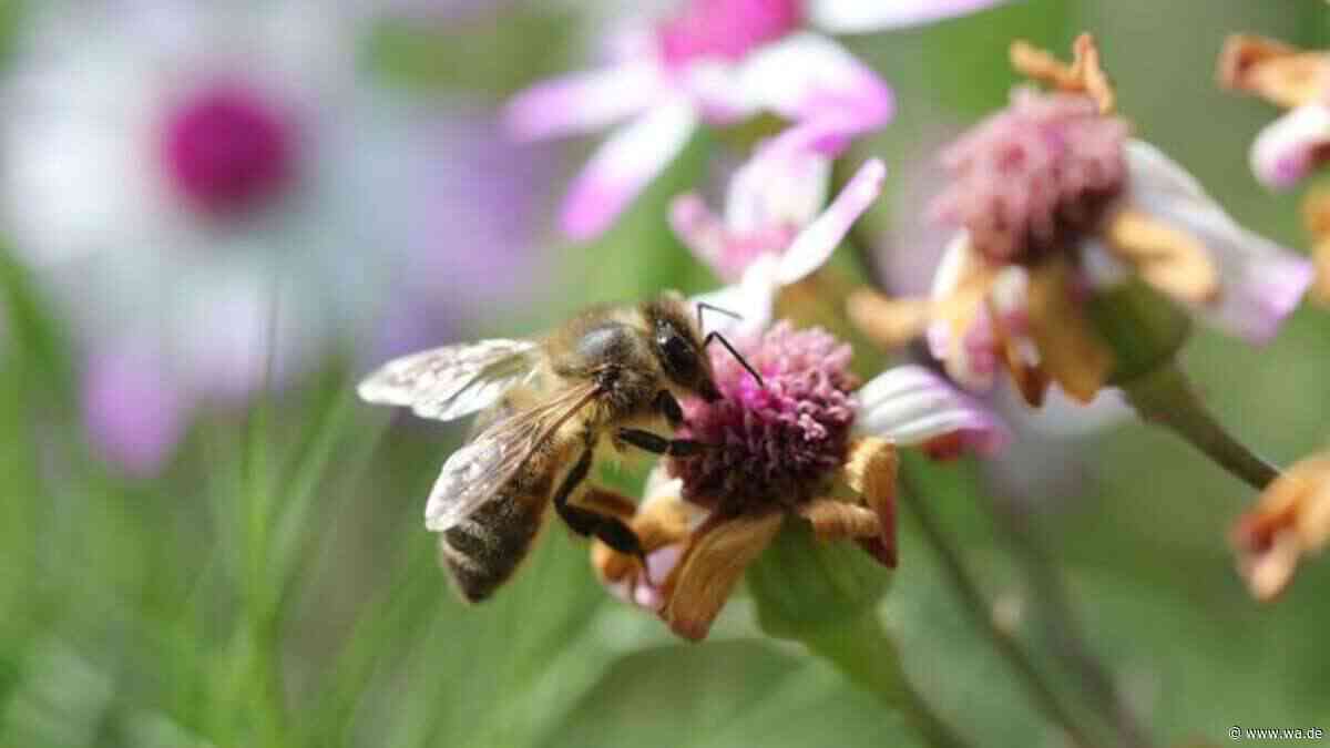 Im August wird Nektar knapp – für Honigbienen beginnt dann die teuerste Nahrungssuche des Jahres