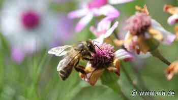 Im August wird Nektar knapp – für Honigbienen beginnt dann die teuerste Nahrungssuche des Jahres