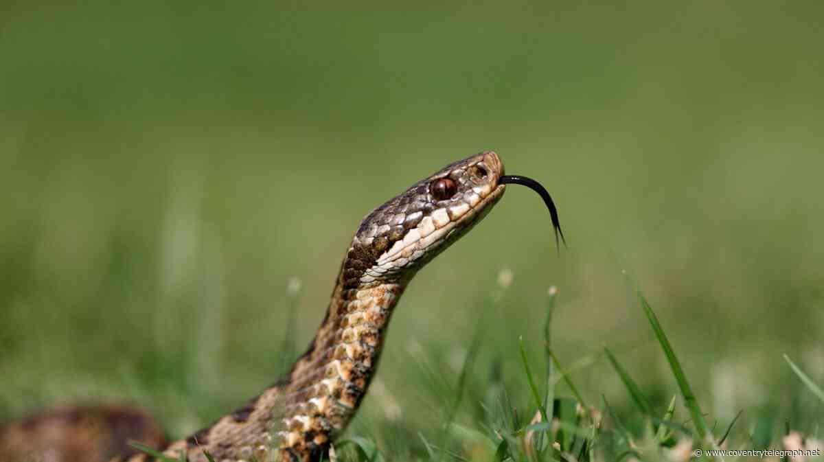 Adders officially confirmed extinct in Warwickshire as wildlife experts say 'real shame'