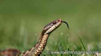 Adders officially confirmed extinct in Warwickshire as wildlife experts say 'real shame'