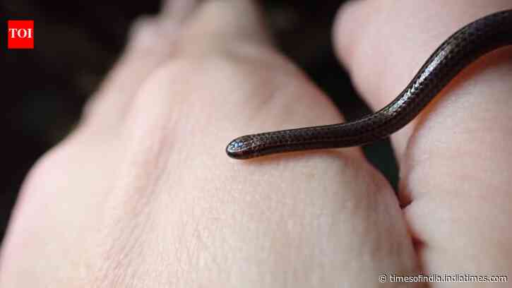 Scientists overturned hundreds of rocks in Barbados and found the world's smallest snake