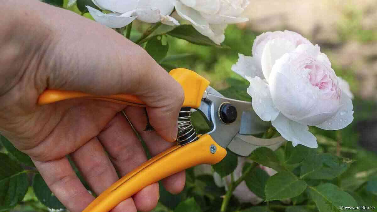 Herbst im Garten: Diese sieben Pflanzen sollte man jetzt nicht zurückschneiden