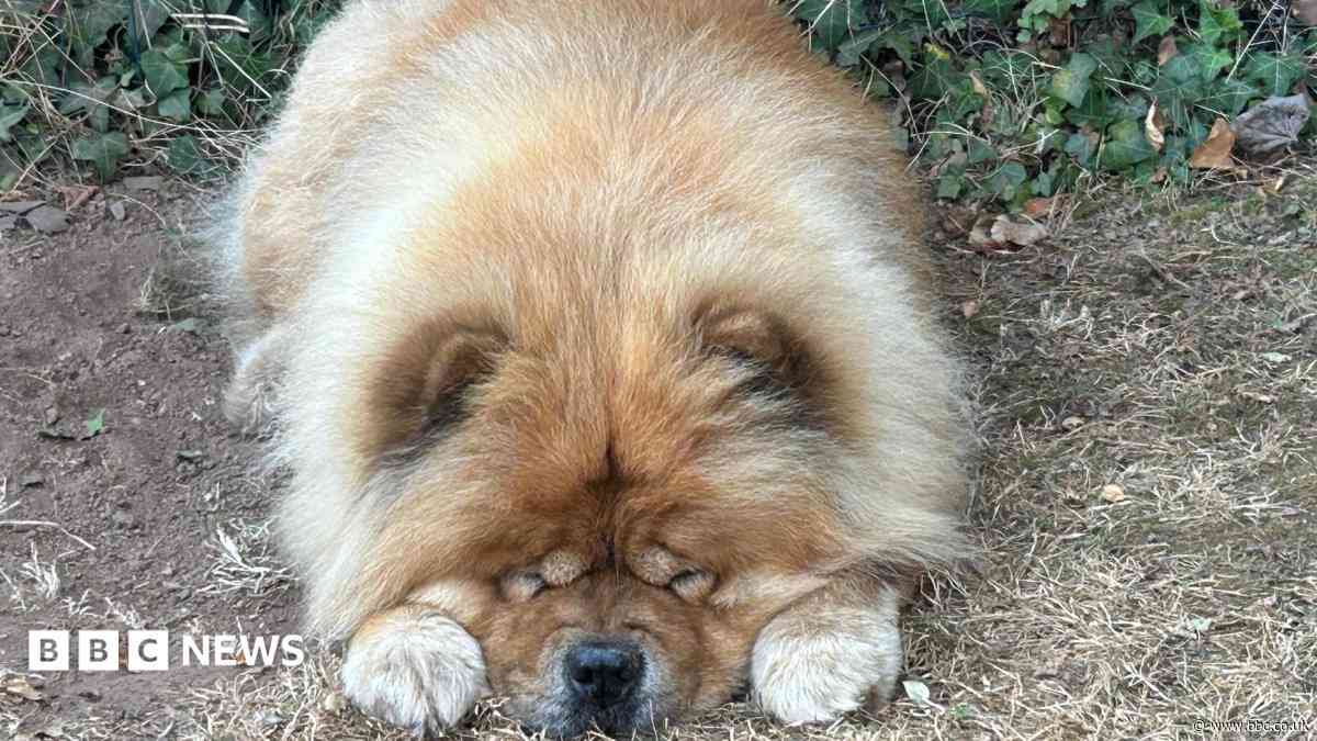 Your photos: Resting dogs and cows while flowers bloom