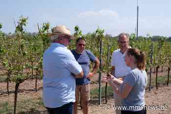 Südliche Weinstrasse – Nach dem Unwetter: Sorge um die Weinernte – Zuschüsse für Ernteversicherungen jetzt beantragen