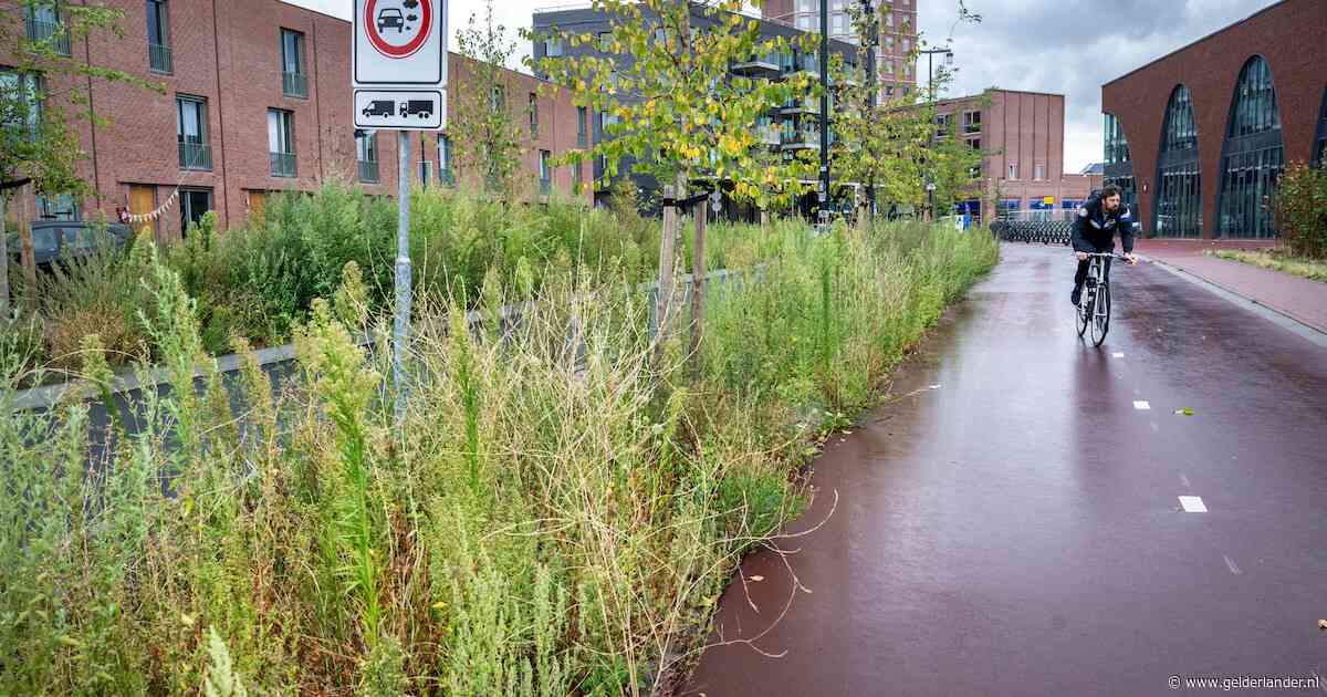 Ergernis om hoog onkruid rondom winkelcentrum in Lent: ‘Het ziet er onverzorgd uit’