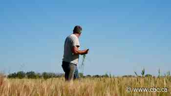 A tale of two harvests: Rain delivers rebound for some Alberta farmers, disaster for others