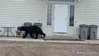 Food-conditioned bear killed in Fort Nelson, as resident launches community safety petition