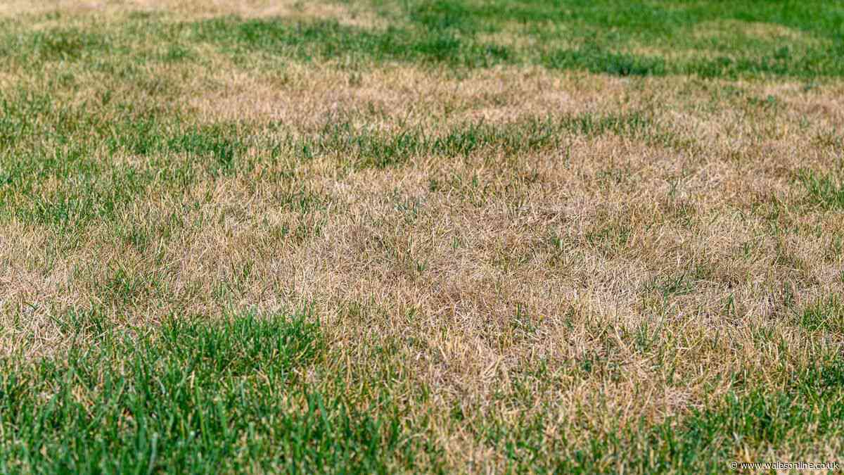 Gardeners urged to remove one item from brown lawns before Wednesday