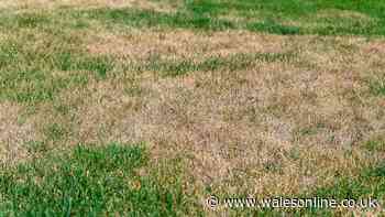 Gardeners urged to remove one item from brown lawns before Wednesday