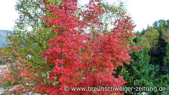 Erst stürzt ein Baum um –  jetzt fällt die Stadt acht weitere in Braunschweig