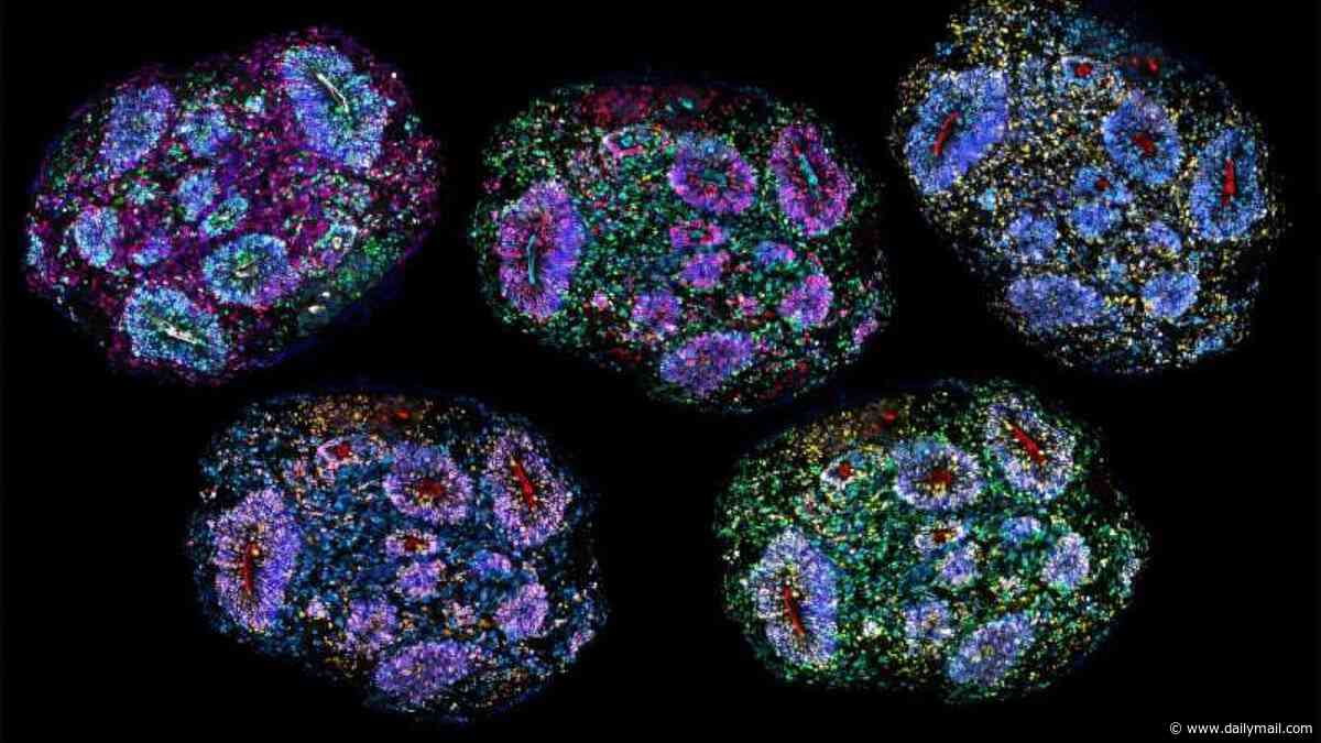World's oldest lab-grown human brains reach seven years old - and scientists think they may have 'recorded the passage of time'
