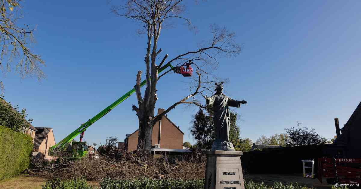 Klimaatverandering velt monumentale beuk in Wintelre na twee eeuwen trouwe dienst