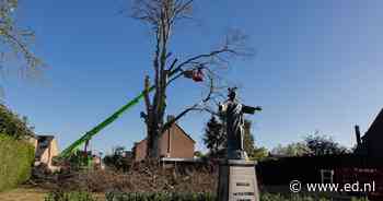 Klimaatverandering velt monumentale beuk in Wintelre na twee eeuwen trouwe dienst