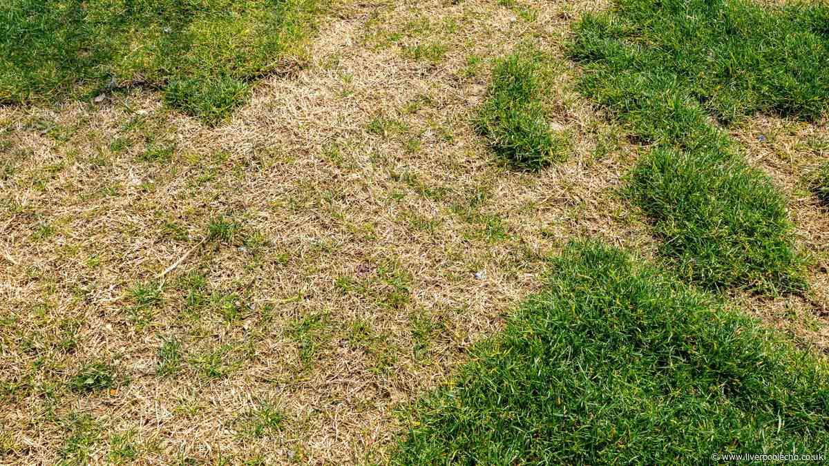 Gardeners urged to remove one item from brown lawns as rain set for Liverpool this week