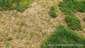 Gardeners urged to remove one item from brown lawns as rain set for Liverpool this week