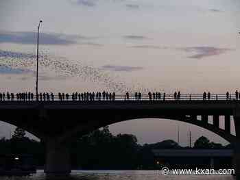 Austin's bat bridge gets upgrade with new educational experience