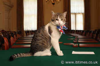 Larry the Cat 'Dead'? No 10 Cat Alive Despite False Reports as Chief Mouser Responds To Hoax on X