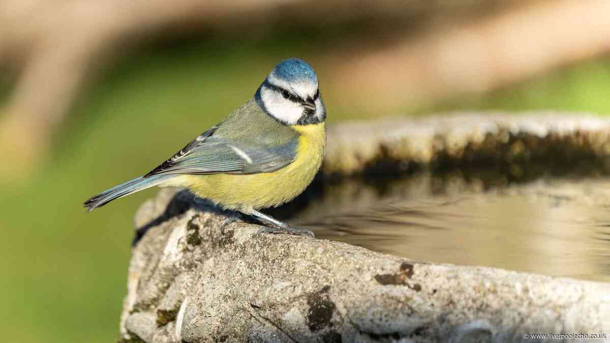 Gardeners urged to put a penny in their bird bath in August