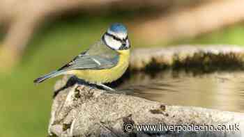 Gardeners urged to put a penny in their bird bath in August